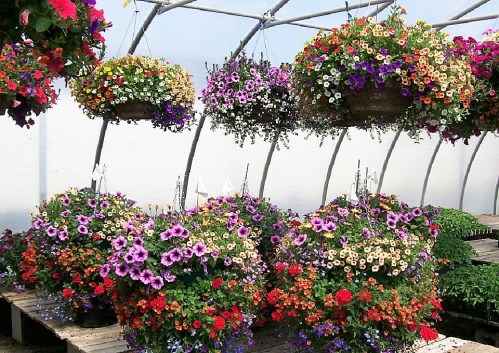 Hanging Baskets Product